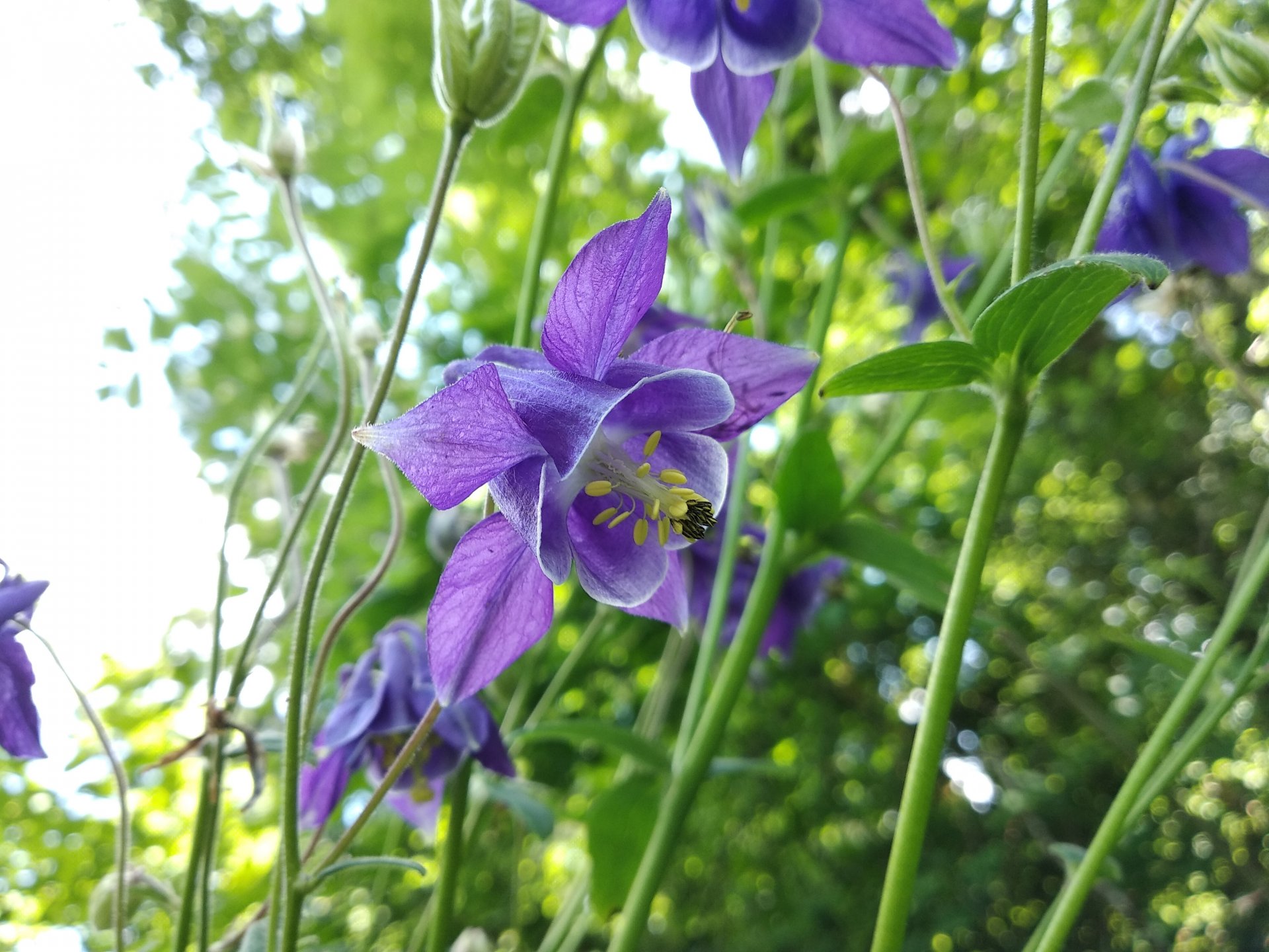 Fonds d'cran Nature Fleurs 