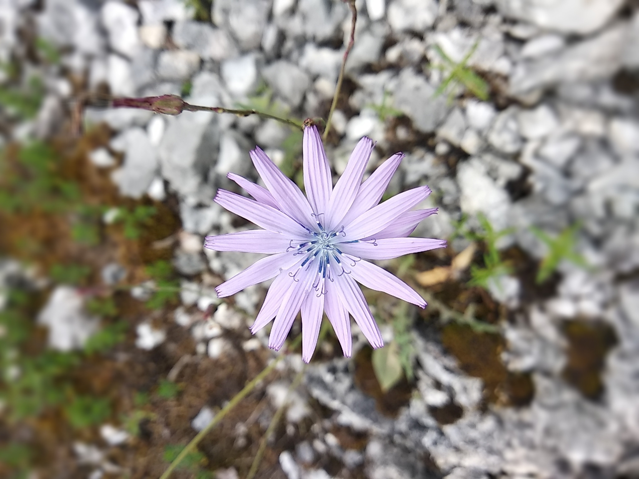 Fonds d'cran Nature Fleurs 