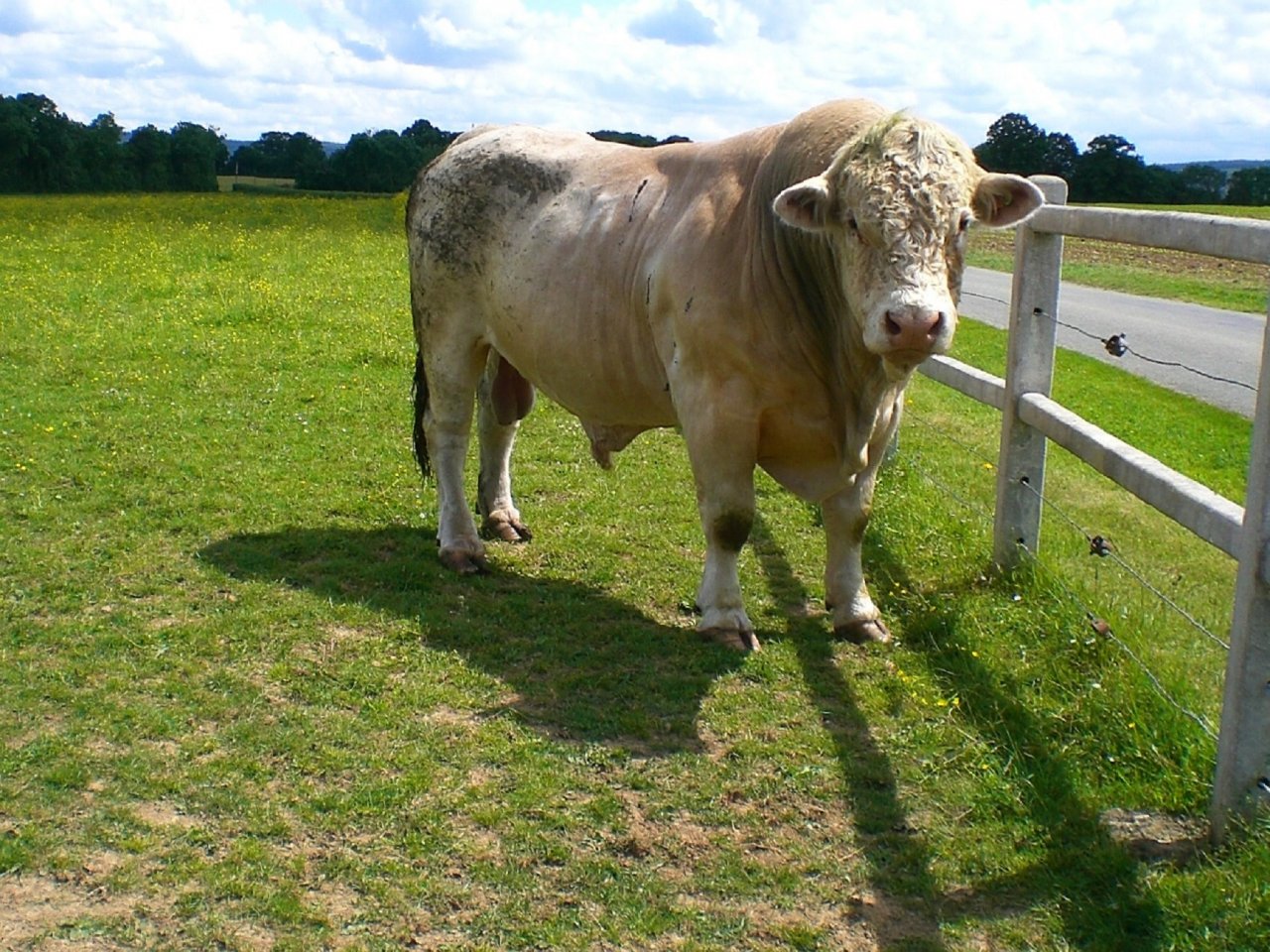 Fonds d'cran Animaux Vaches - Taureaux - Boeufs Taureau 