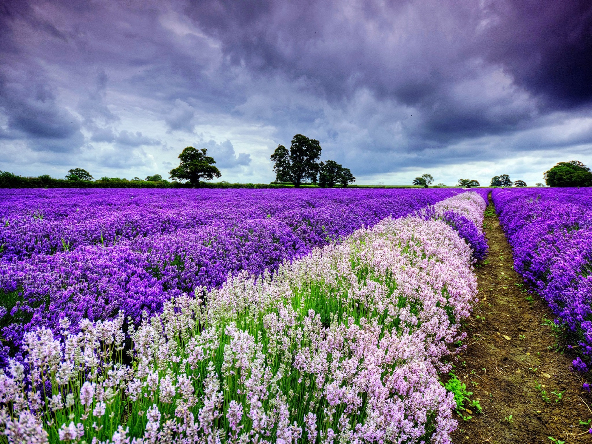 Wallpapers Nature Fields Champs de lavande