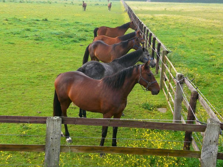 Fonds d'cran Animaux Chevaux Mais que se passe-t-il ?