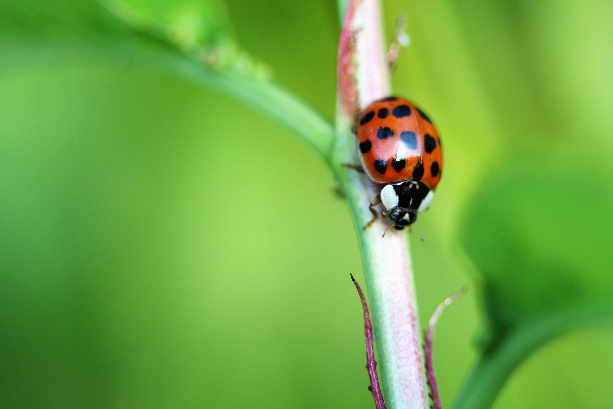 Fonds d'cran Animaux Insectes - Coccinelles 