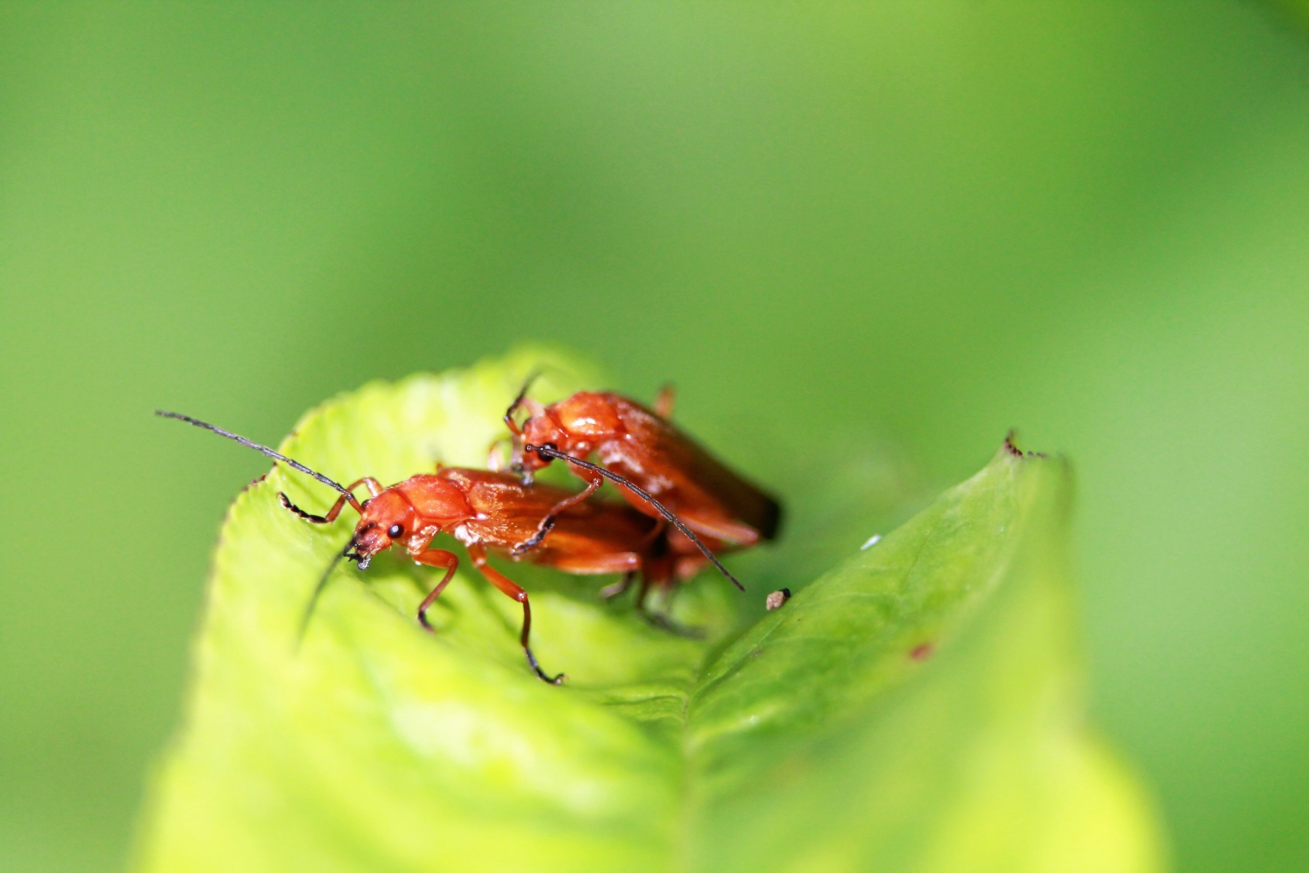 Fonds d'cran Animaux Insectes - Divers 