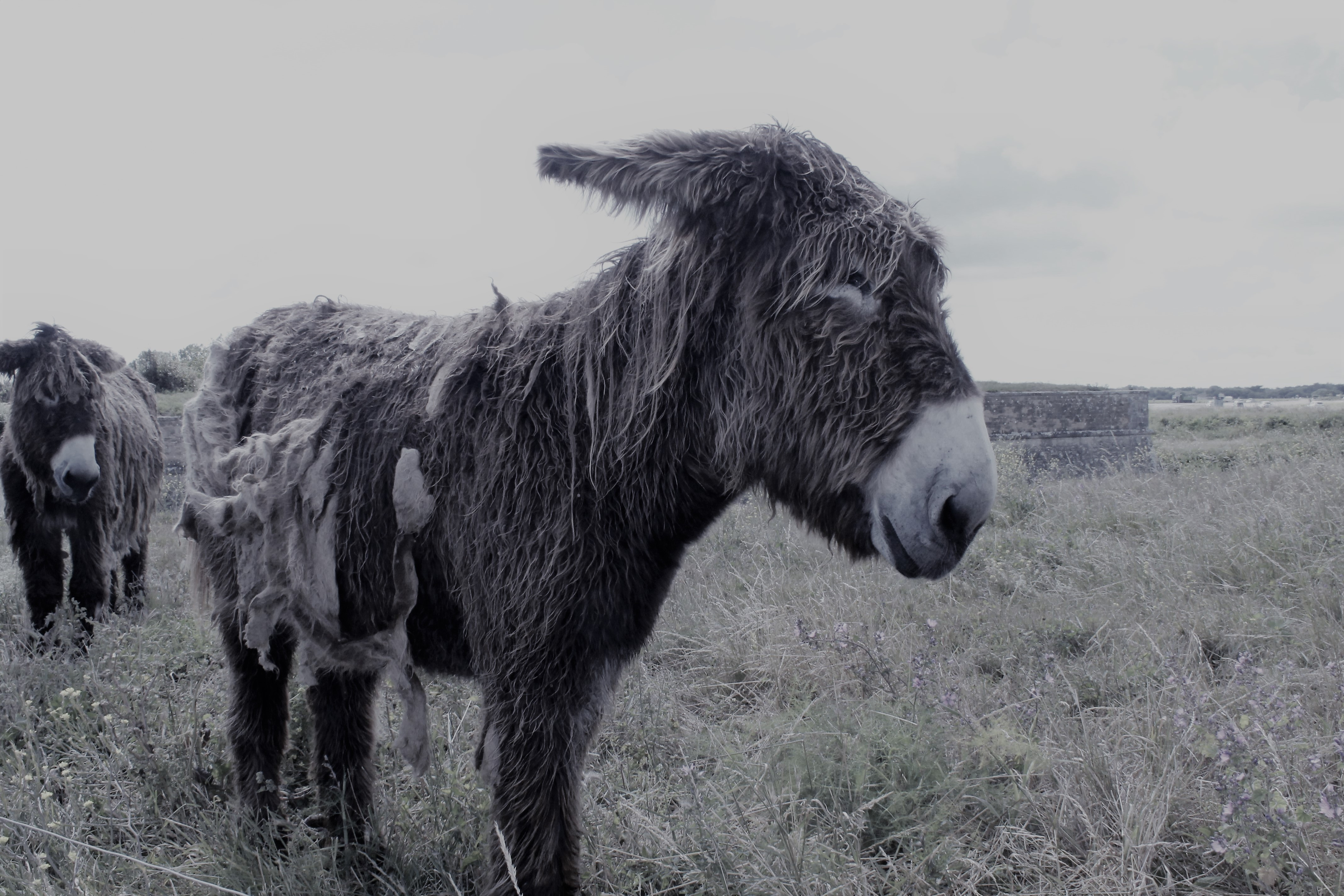 Fonds d'cran Animaux Anes 