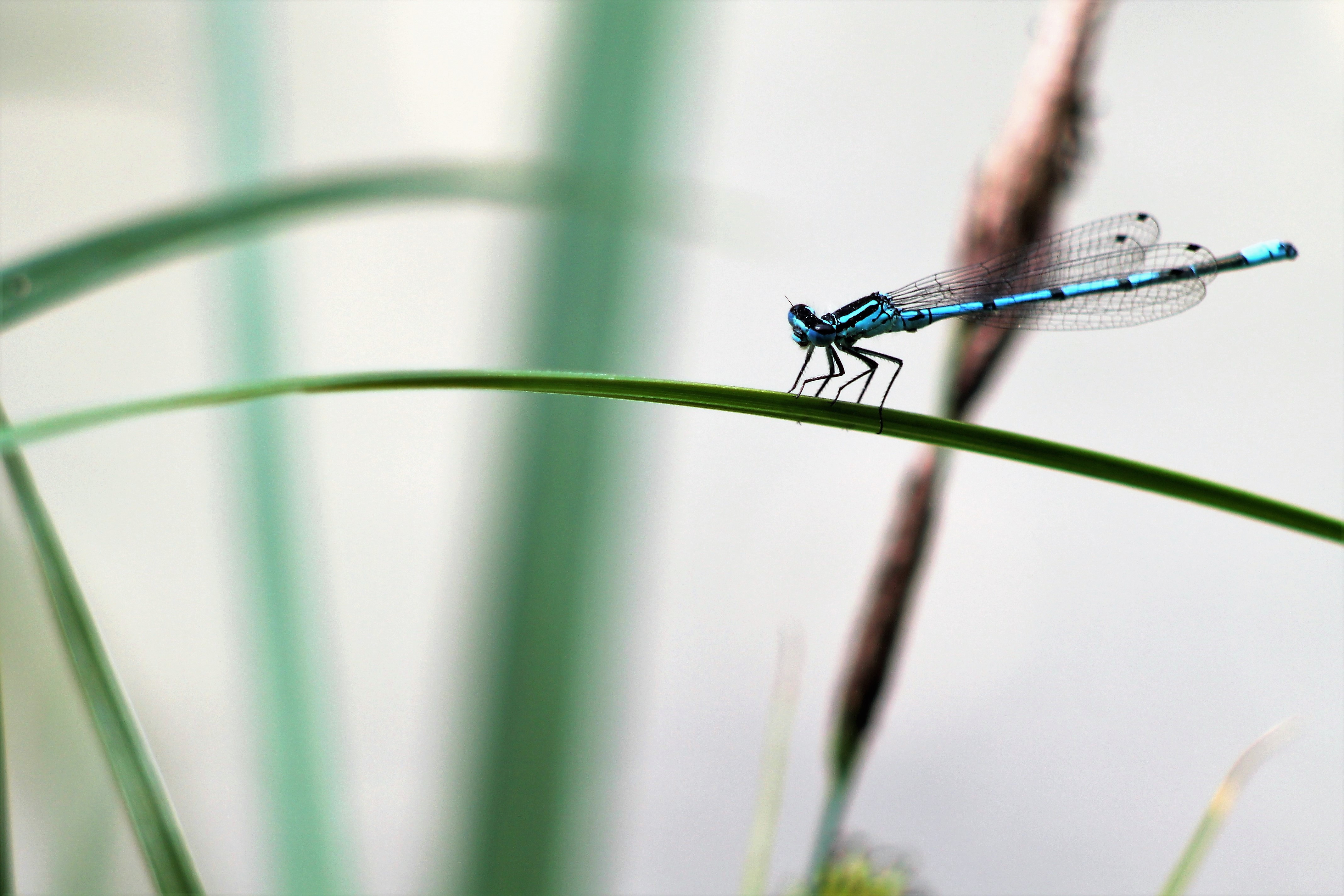 Fonds d'cran Animaux Insectes - Libellules 