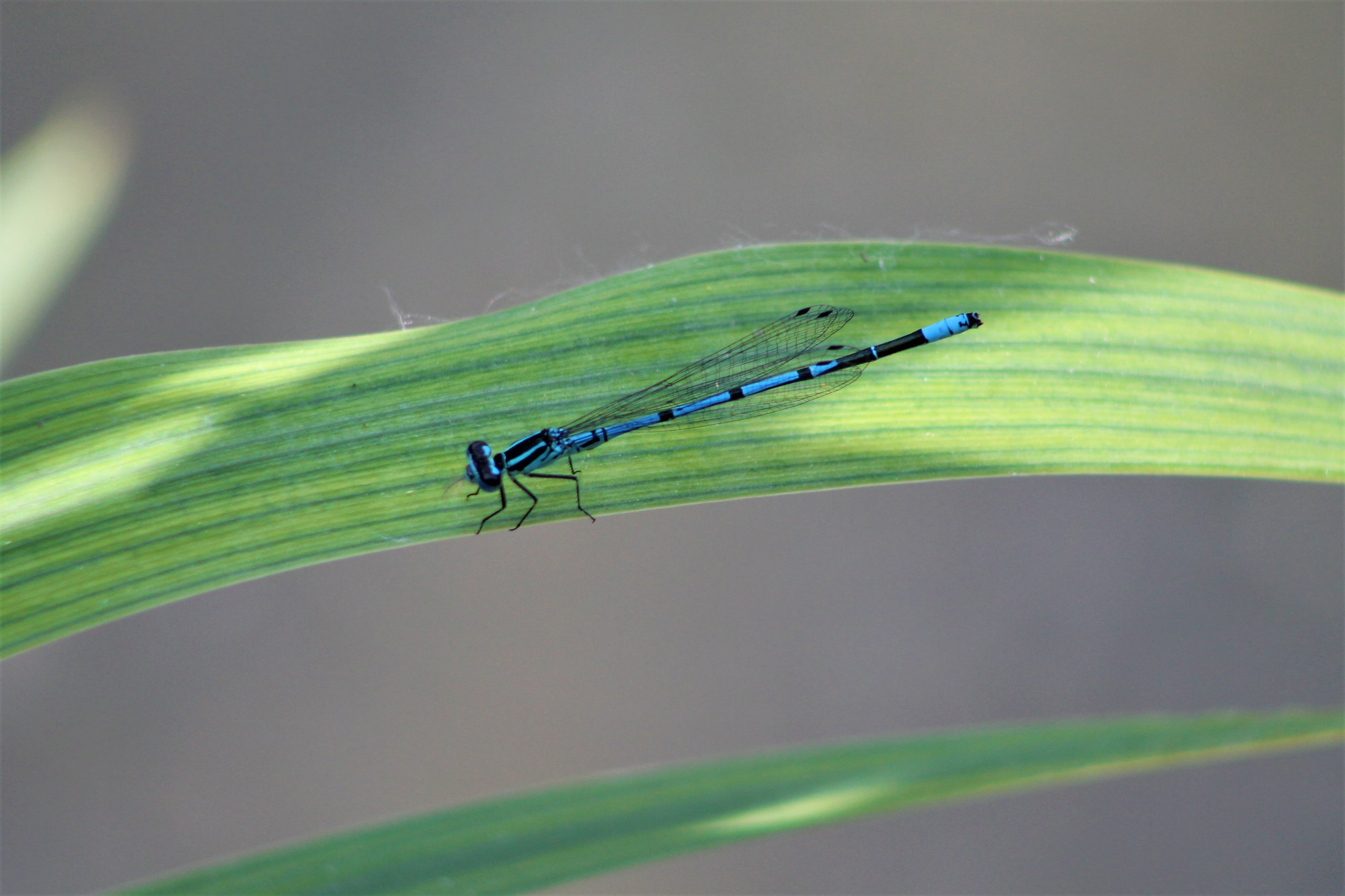 Fonds d'cran Animaux Insectes - Libellules 