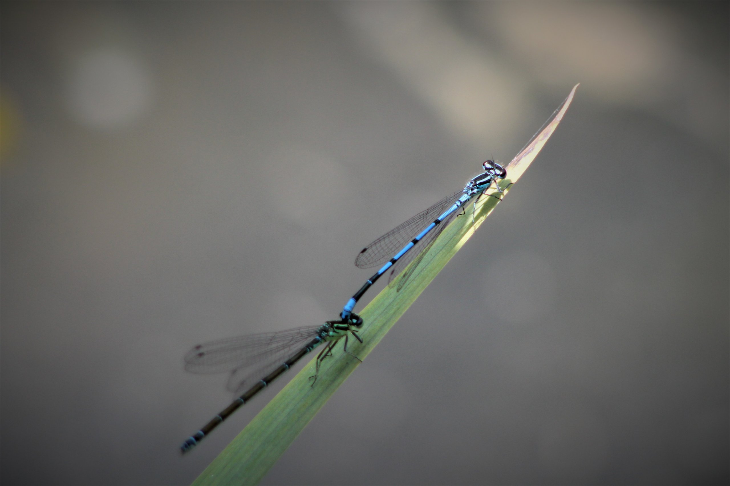 Fonds d'cran Animaux Insectes - Libellules 