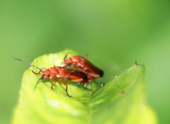  Animaux Image sans titre N472825