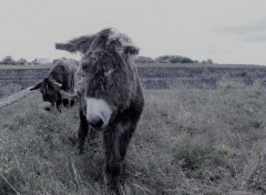  Animaux Image sans titre N472873