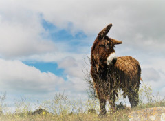  Animaux Image sans titre N472875