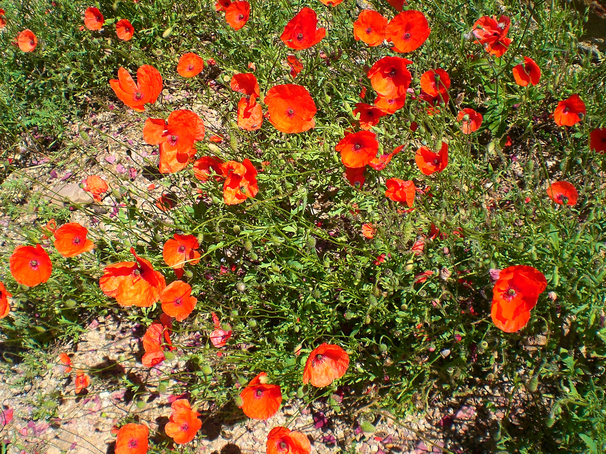 Fonds d'cran Nature Fleurs Coquelicots