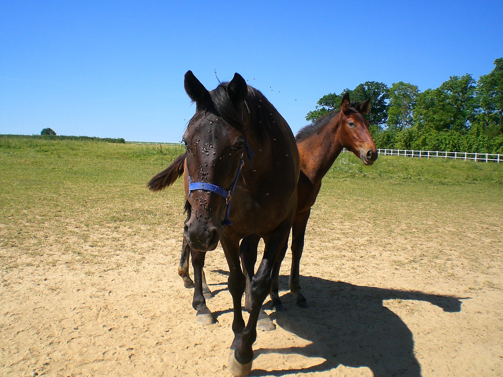 Fonds d'cran Animaux Chevaux Maman & fiston