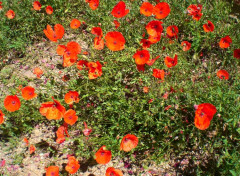  Nature Coquelicots