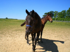  Animaux Maman & fiston