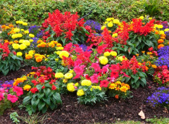  Nature Massif de fleurs