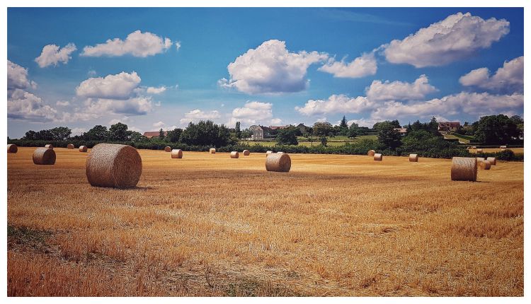 Fonds d'cran Nature Champs - Prairies Wallpaper N473366