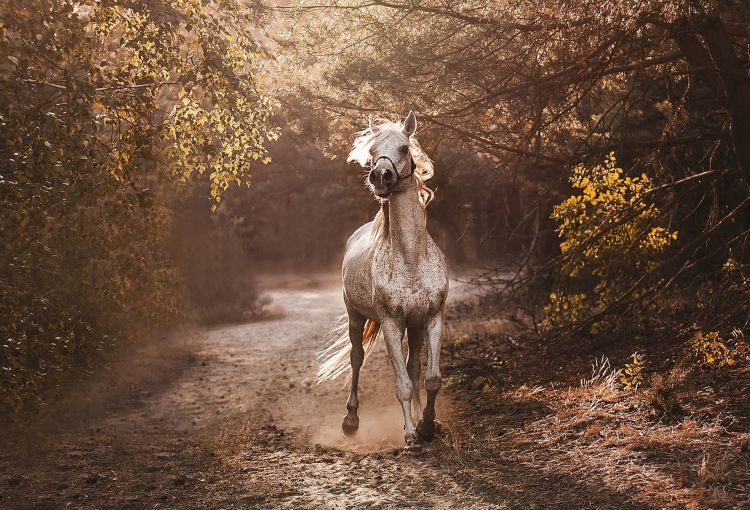 Wallpapers Animals Horses Wallpaper N473500