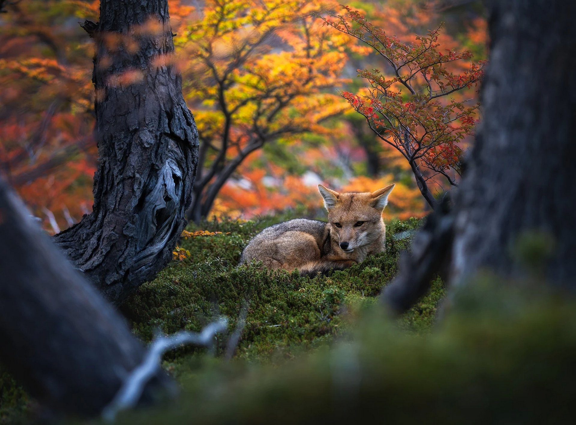 Fonds d'cran Animaux Renards 