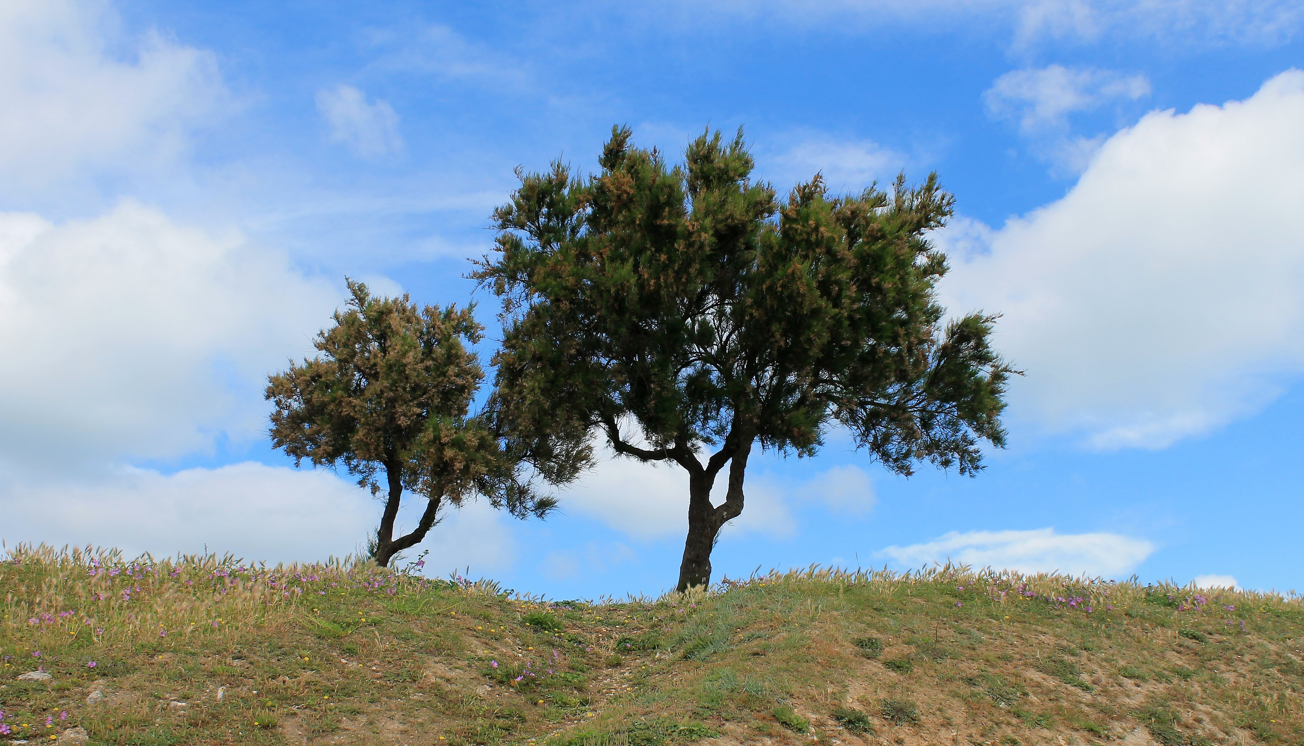 Wallpapers Nature Trees - Forests 