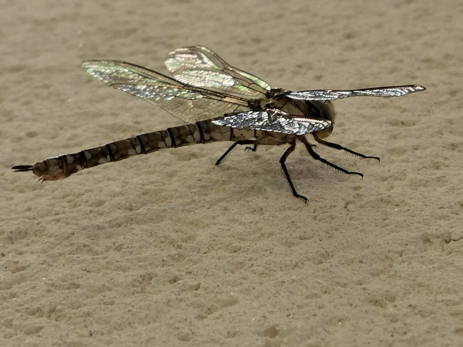 Fonds d'cran Animaux Insectes - Libellules 