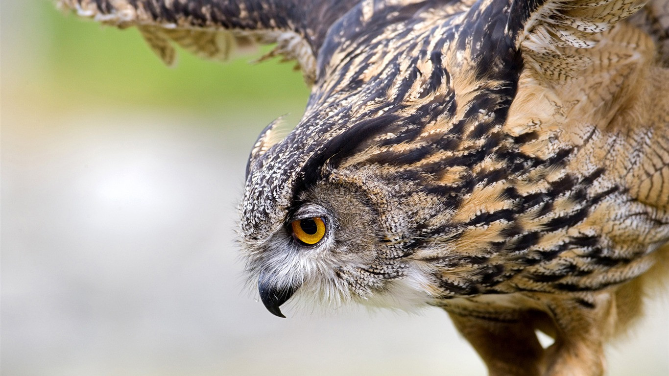 Fonds d'cran Animaux Oiseaux - Hiboux et Chouettes 