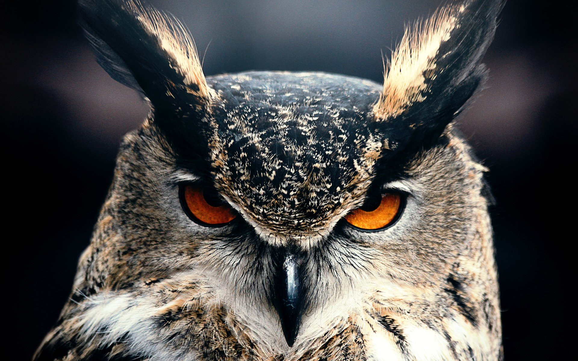 Wallpapers Animals Birds - Owls 