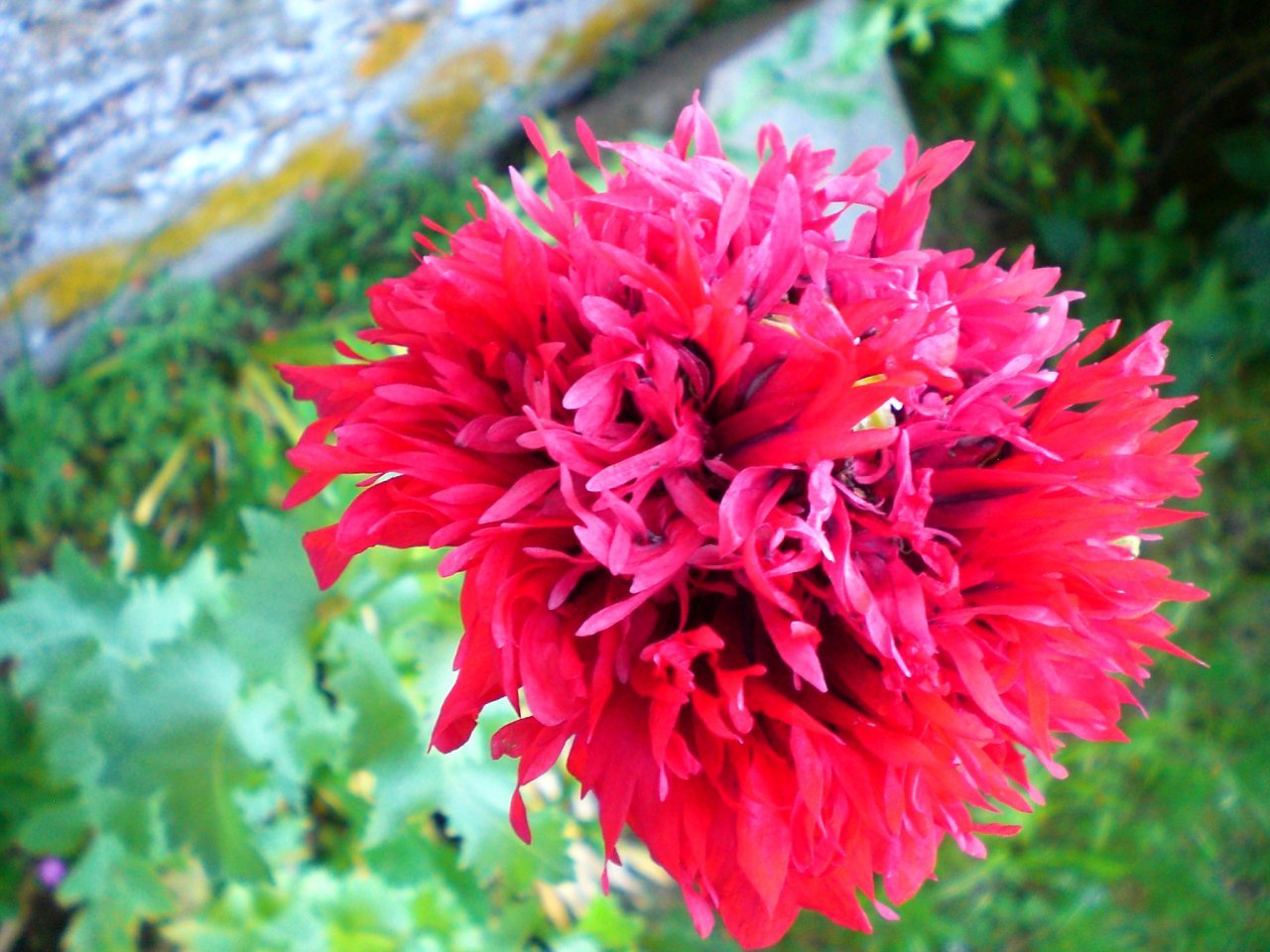 Fonds d'cran Nature Fleurs Coquelicot