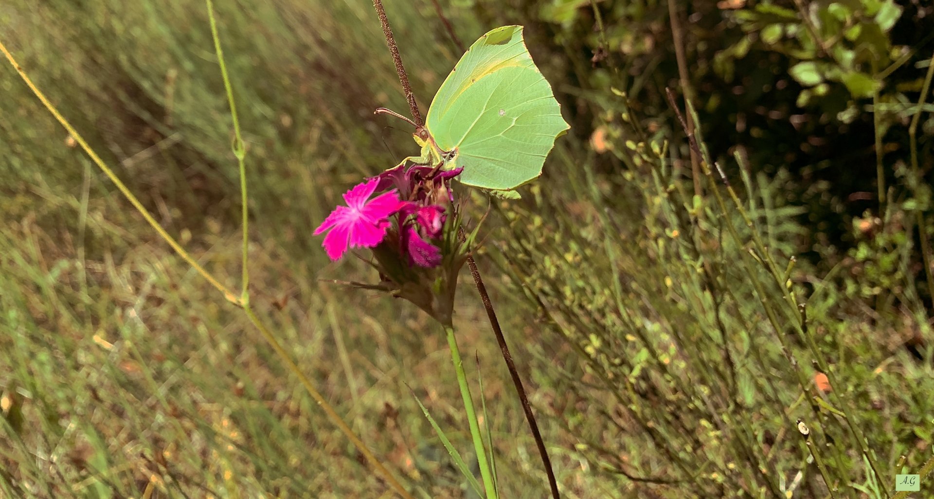 Fonds d'cran Animaux Insectes - Papillons 