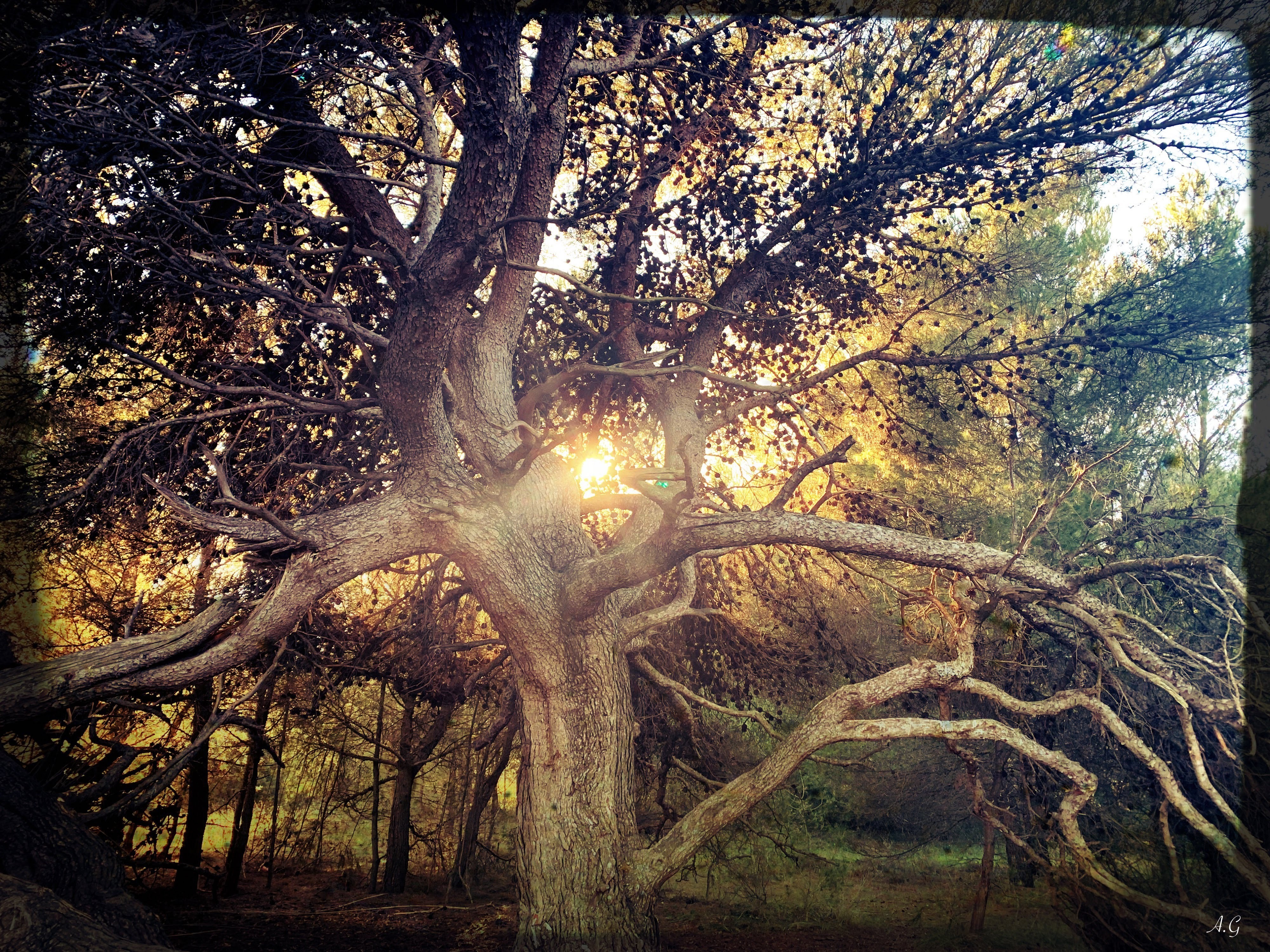 Fonds d'cran Nature Arbres - Forts 