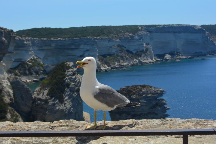 Fonds d'cran Animaux Oiseaux - Mouettes et Golands Goéland