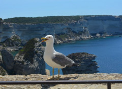  Animaux Goéland