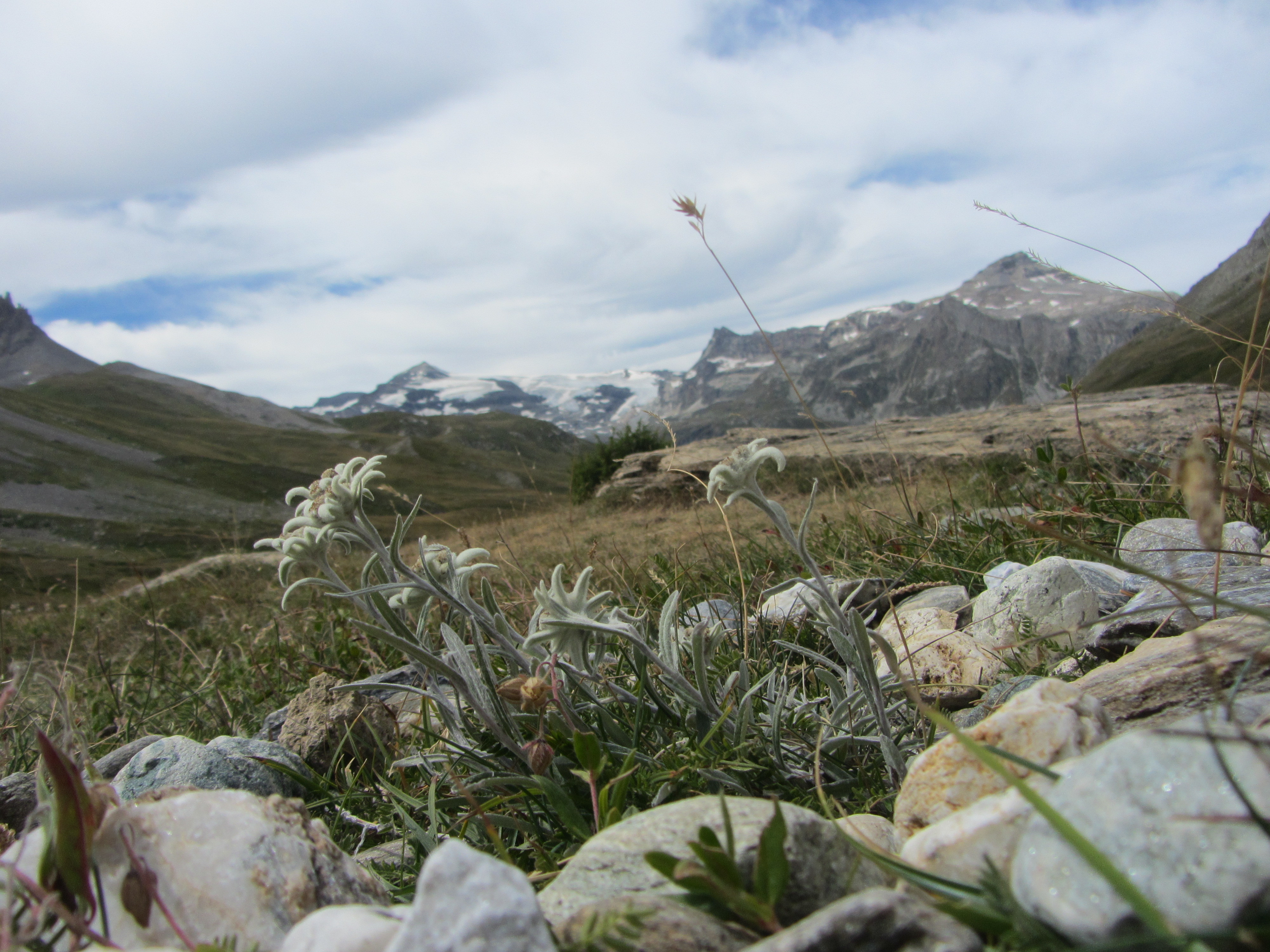 Wallpapers Nature Flowers Edelweiss en Vanoise