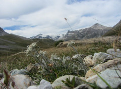  Nature Edelweiss en Vanoise