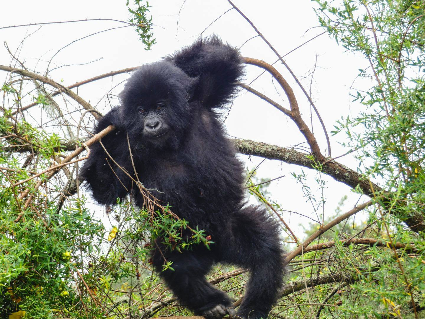 Fonds d'cran Animaux Singes 