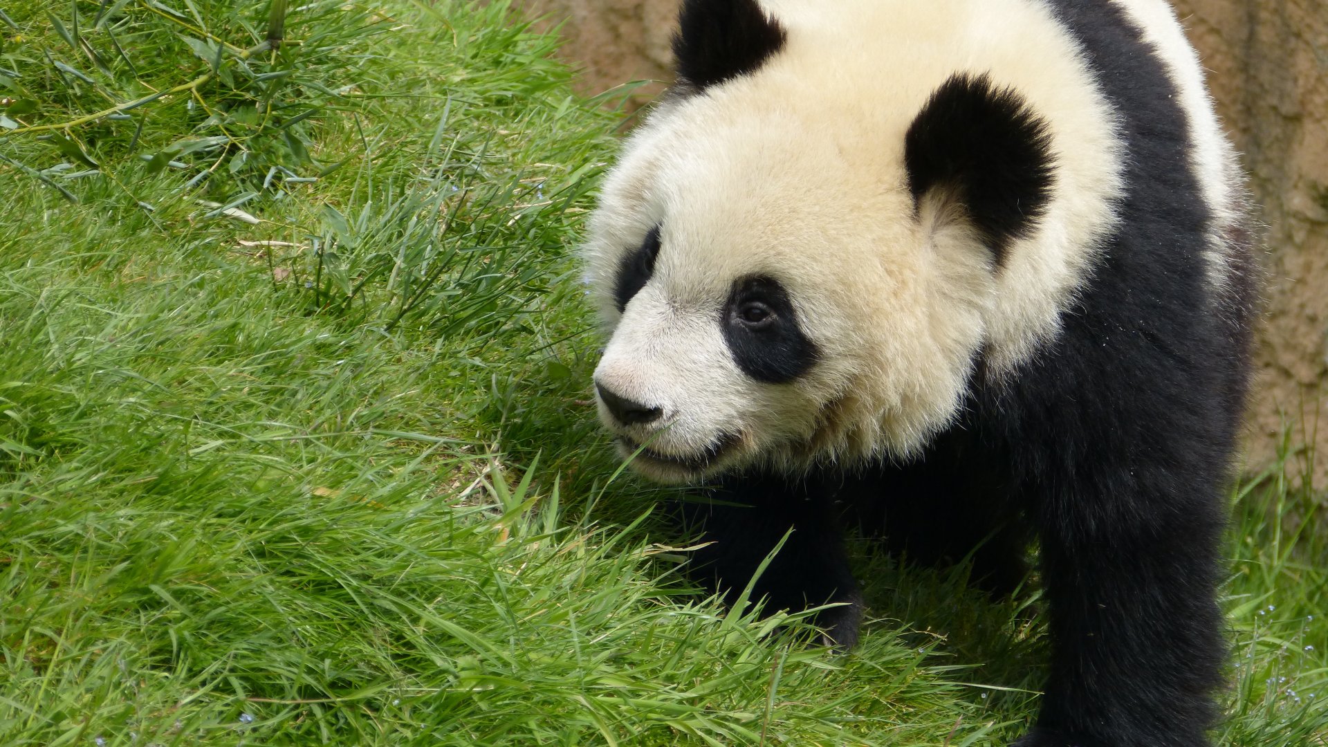 Wallpapers Animals Pandas 