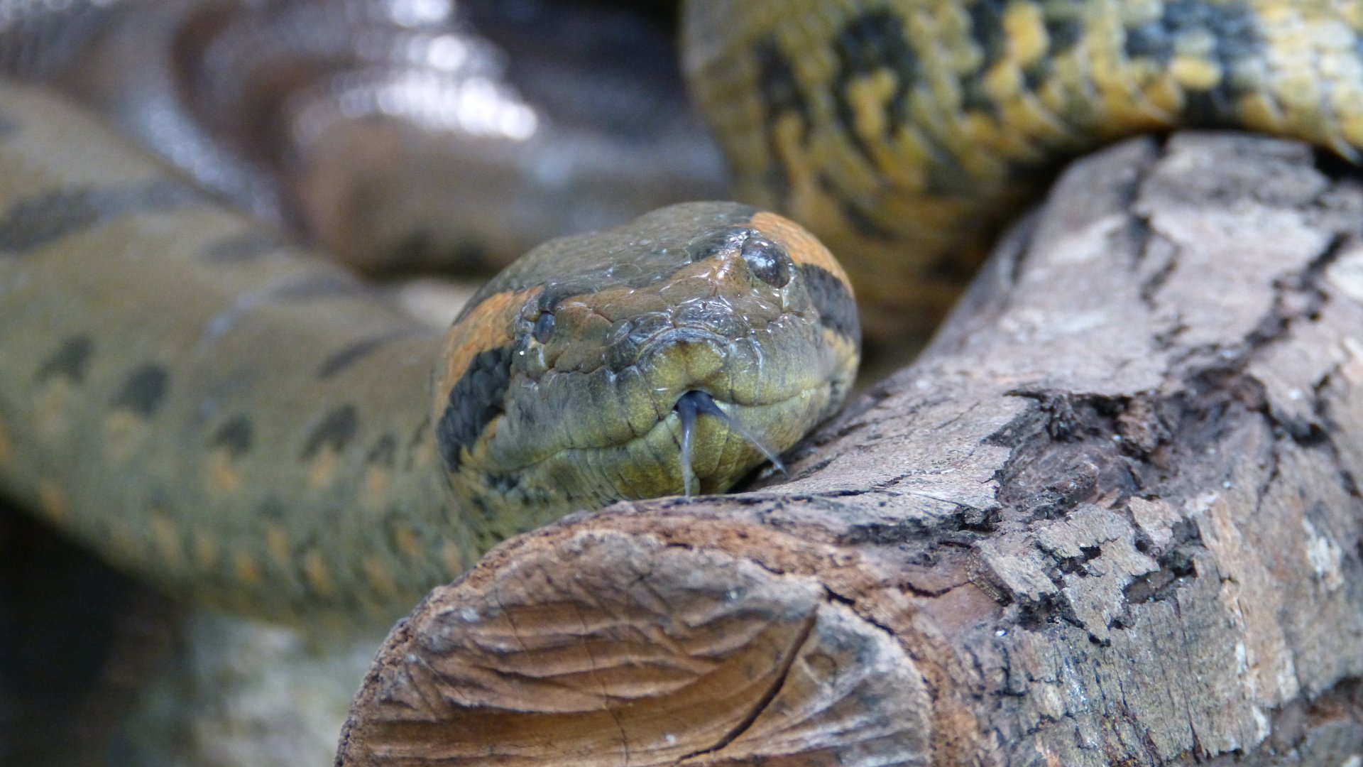 Fonds d'cran Animaux Serpents 