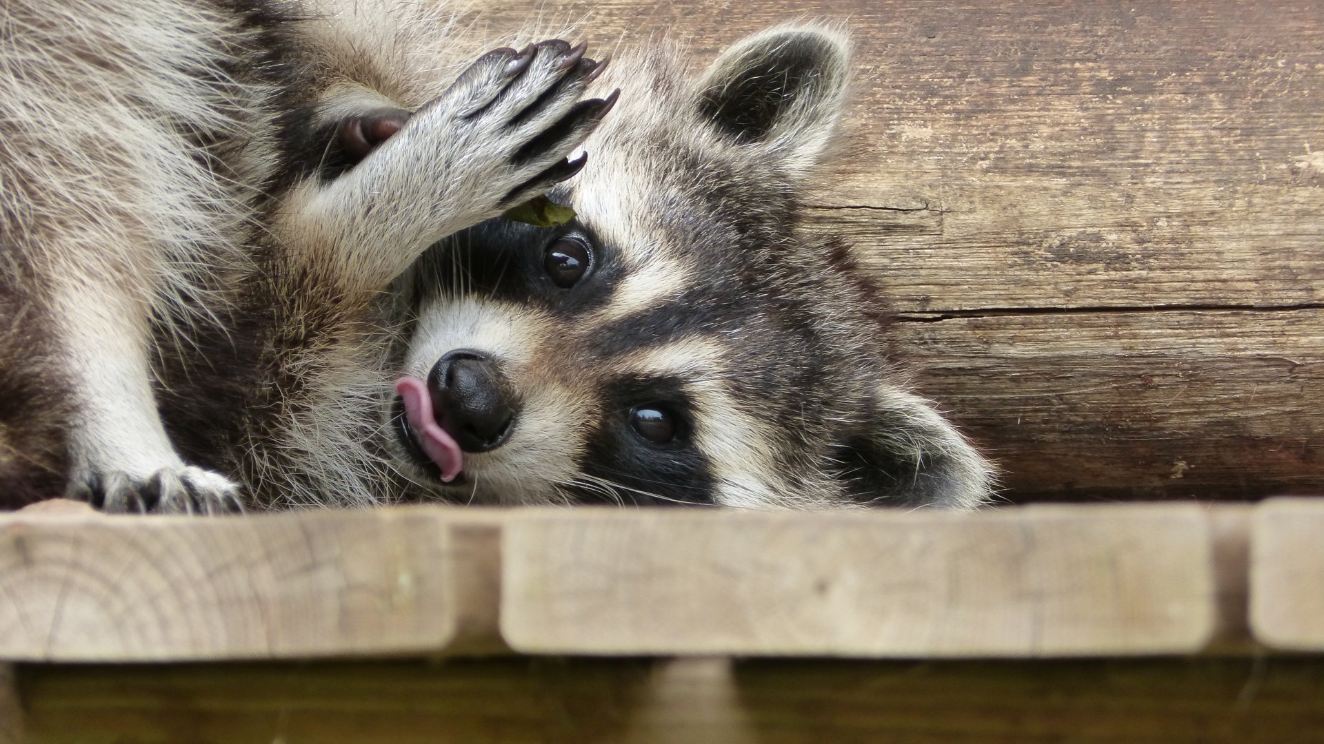 Fonds d'cran Animaux Ratons Laveurs 