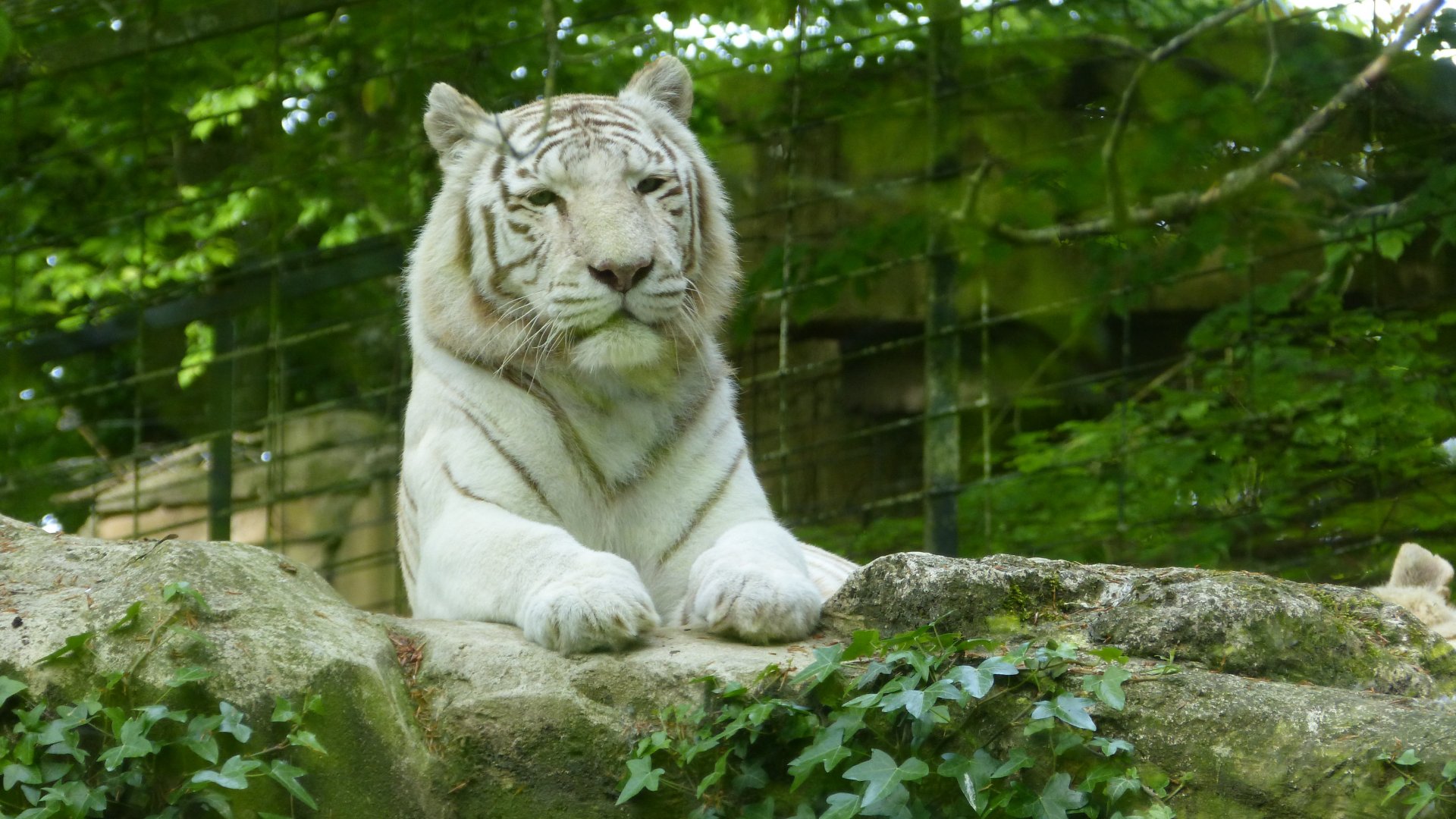 Fonds d'cran Animaux Flins - Tigres 