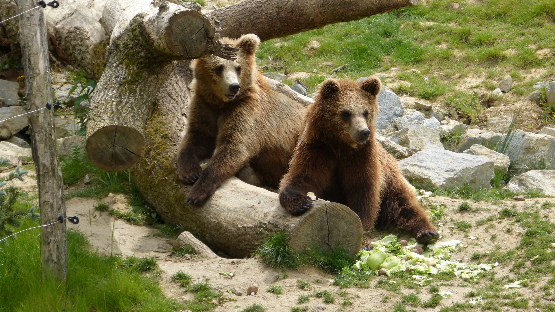 Wallpapers Animals Bears 