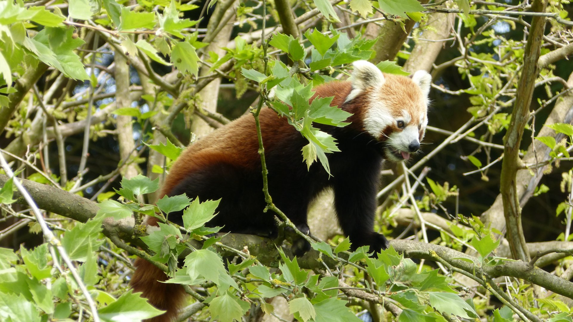 Wallpapers Animals Red pandas 