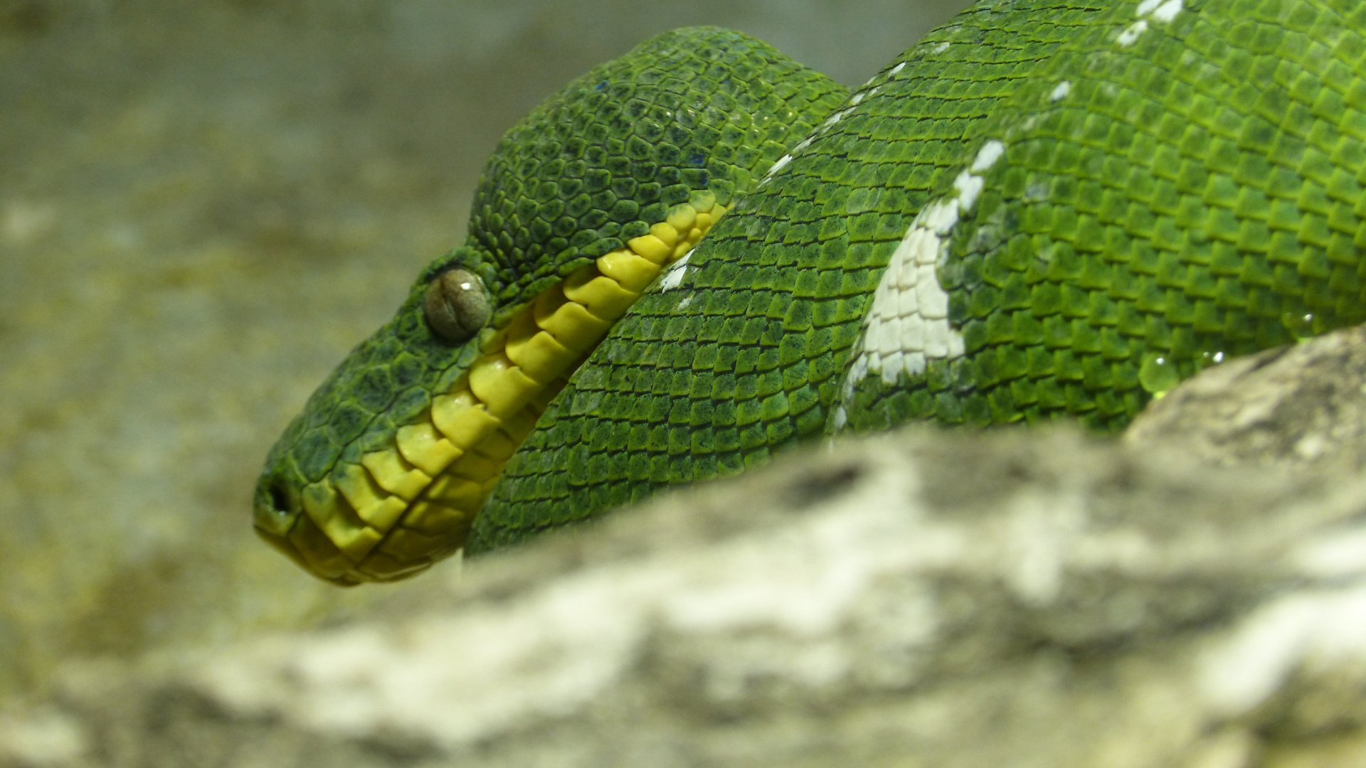 Wallpapers Animals Snakes 