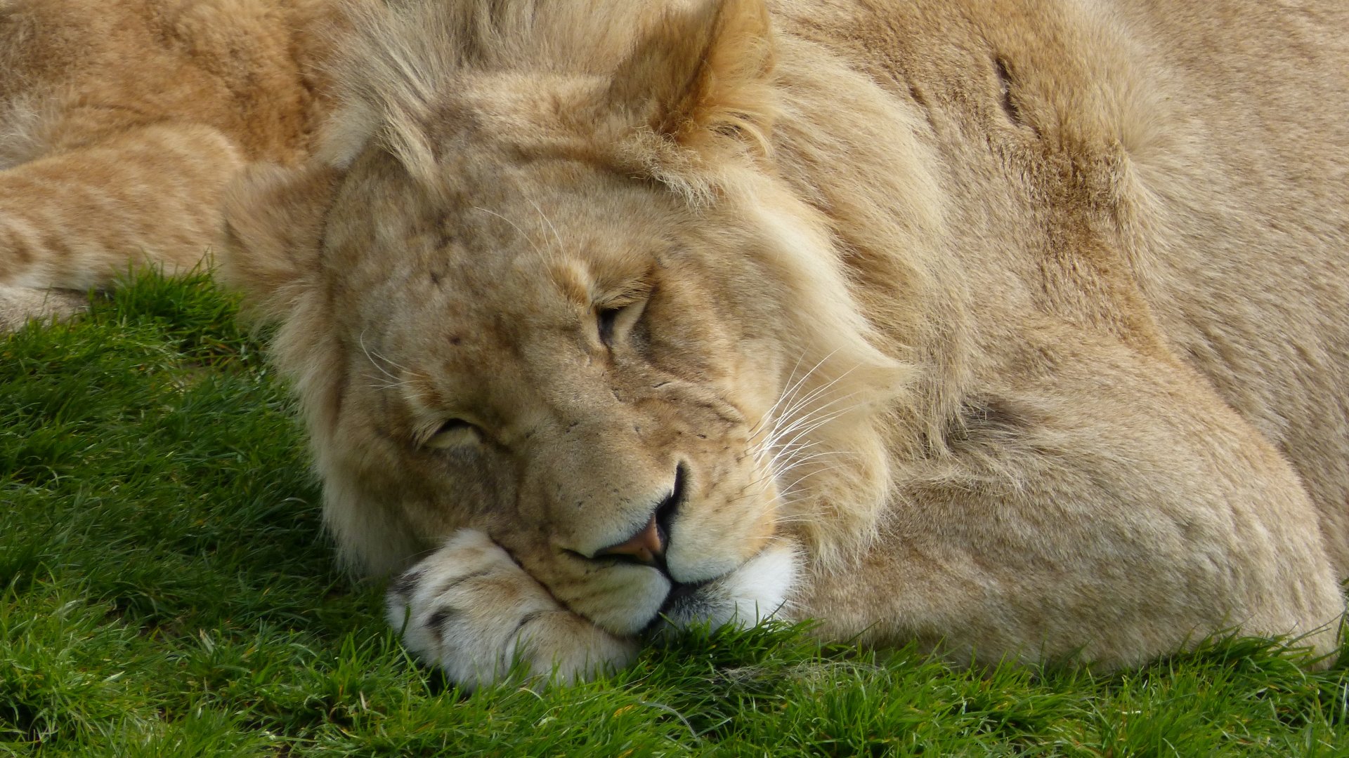 Wallpapers Animals Felines - Lions 