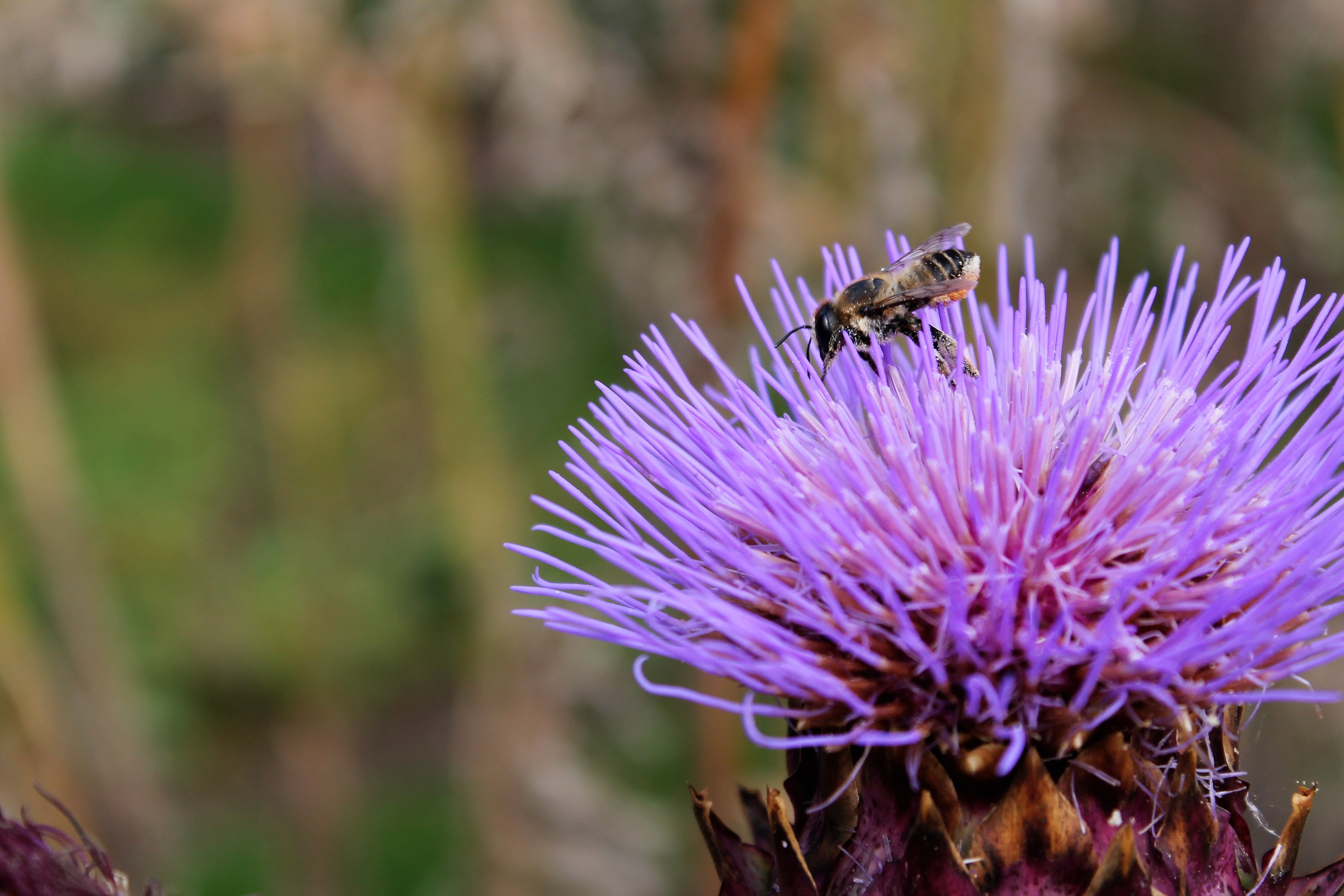 Fonds d'cran Animaux Insectes - Abeilles Gupes ... 