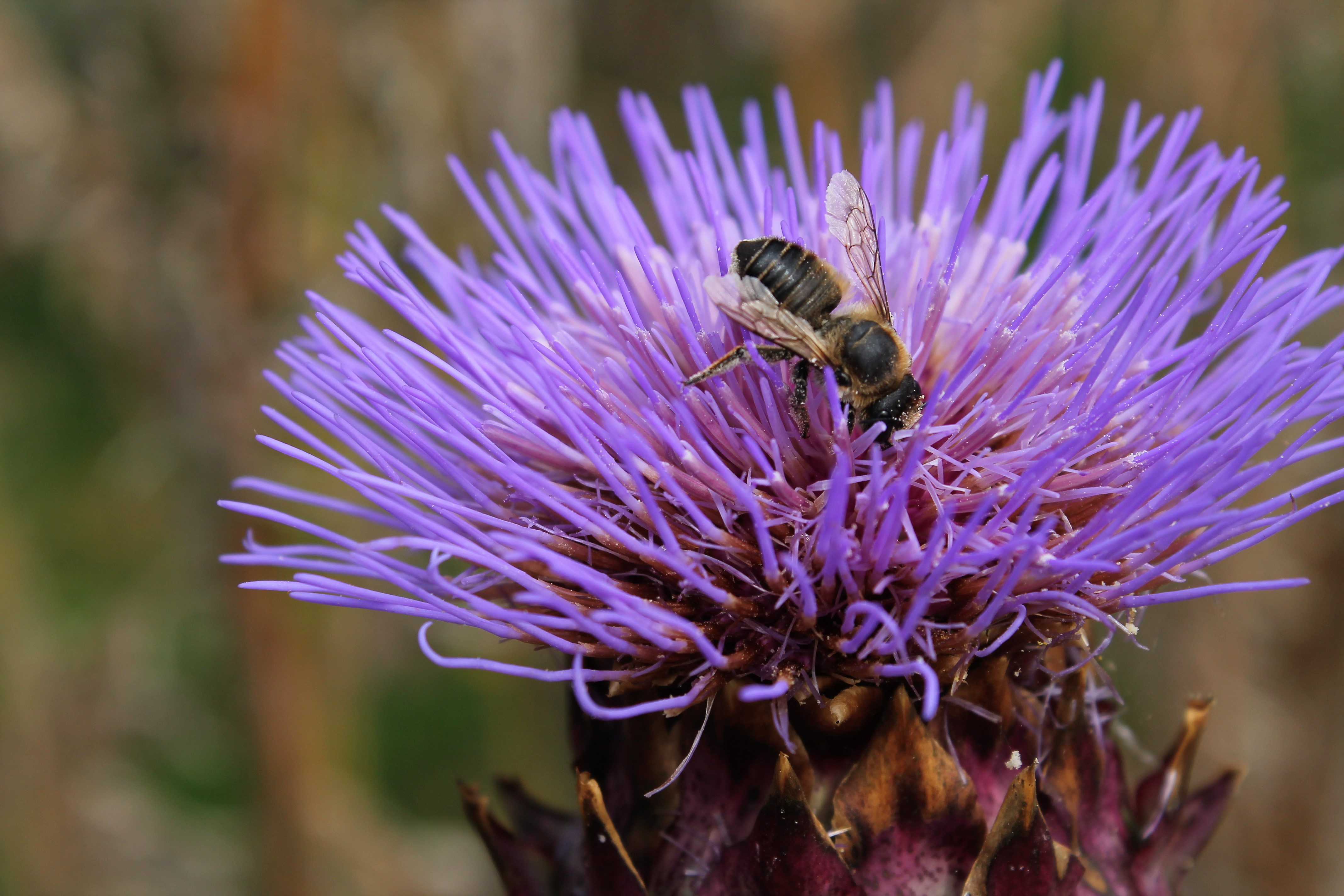 Fonds d'cran Animaux Insectes - Abeilles Gupes ... 