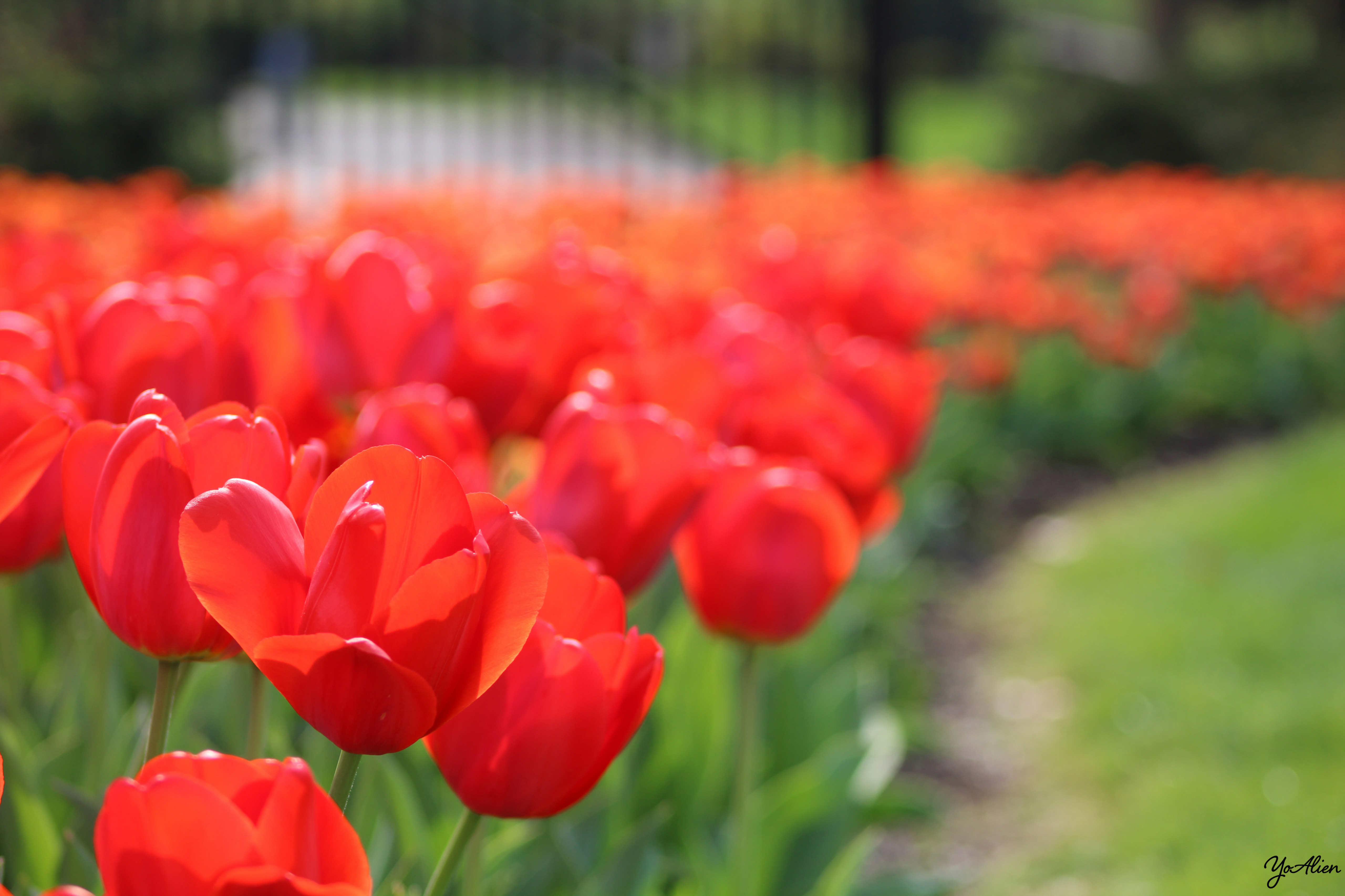 Fonds d'cran Nature Fleurs 