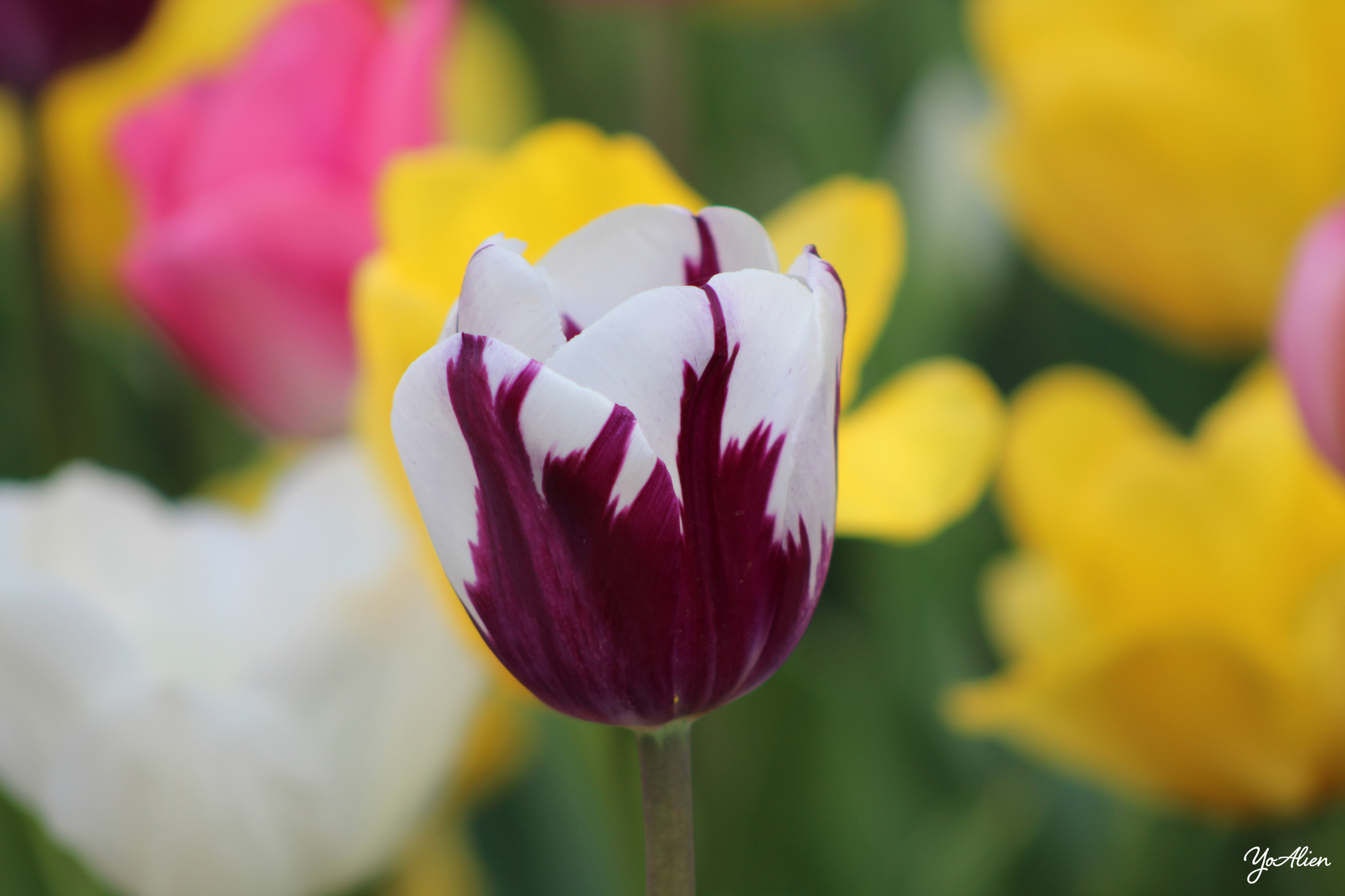 Fonds d'cran Nature Fleurs 