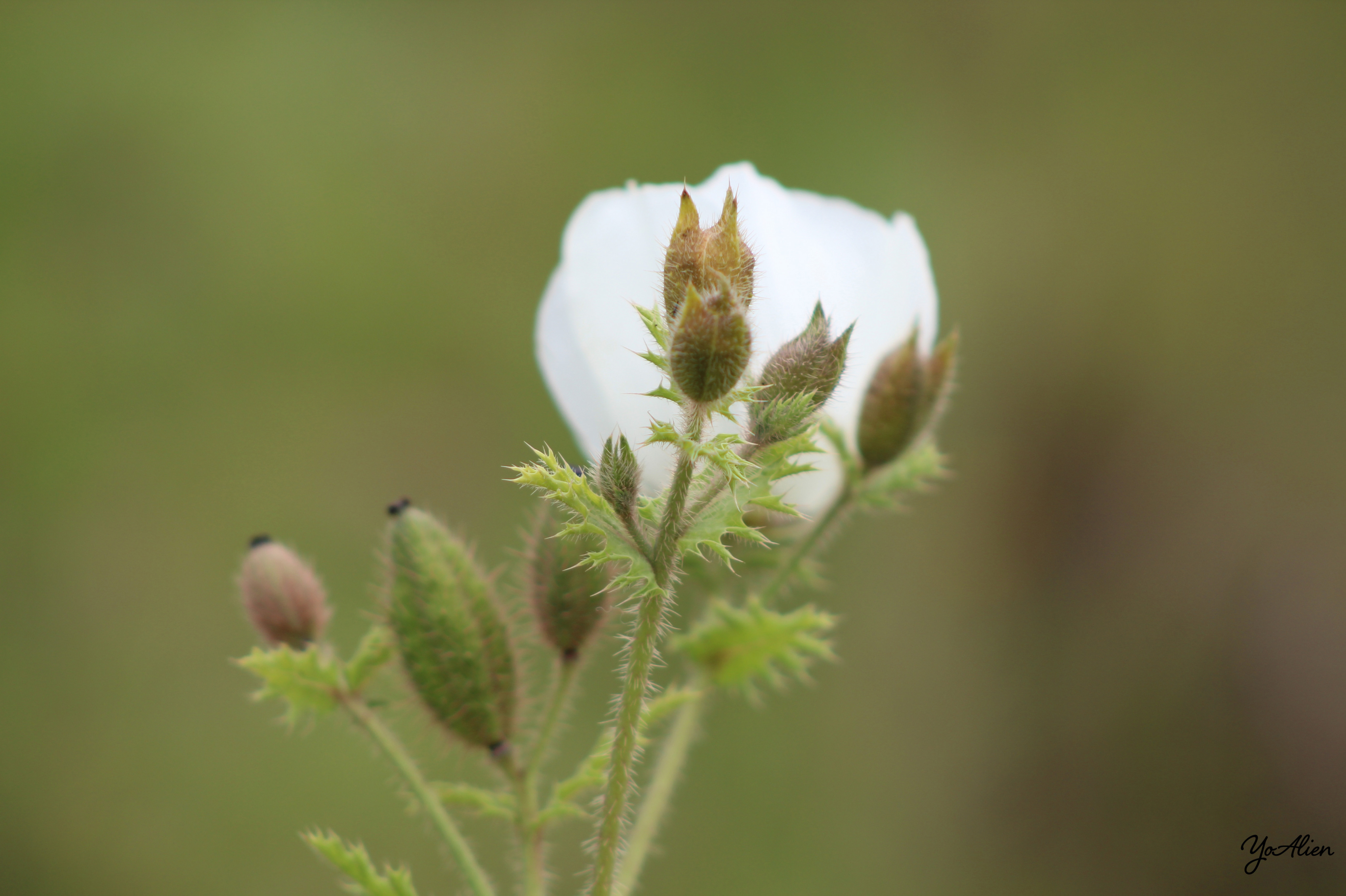 Fonds d'cran Nature Fleurs 