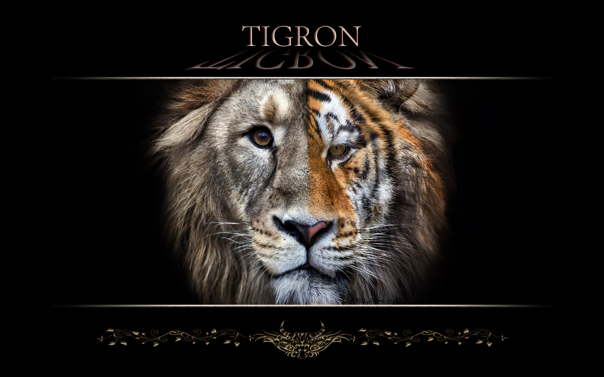 Wallpapers Animals Felines - Miscellaneous tigron