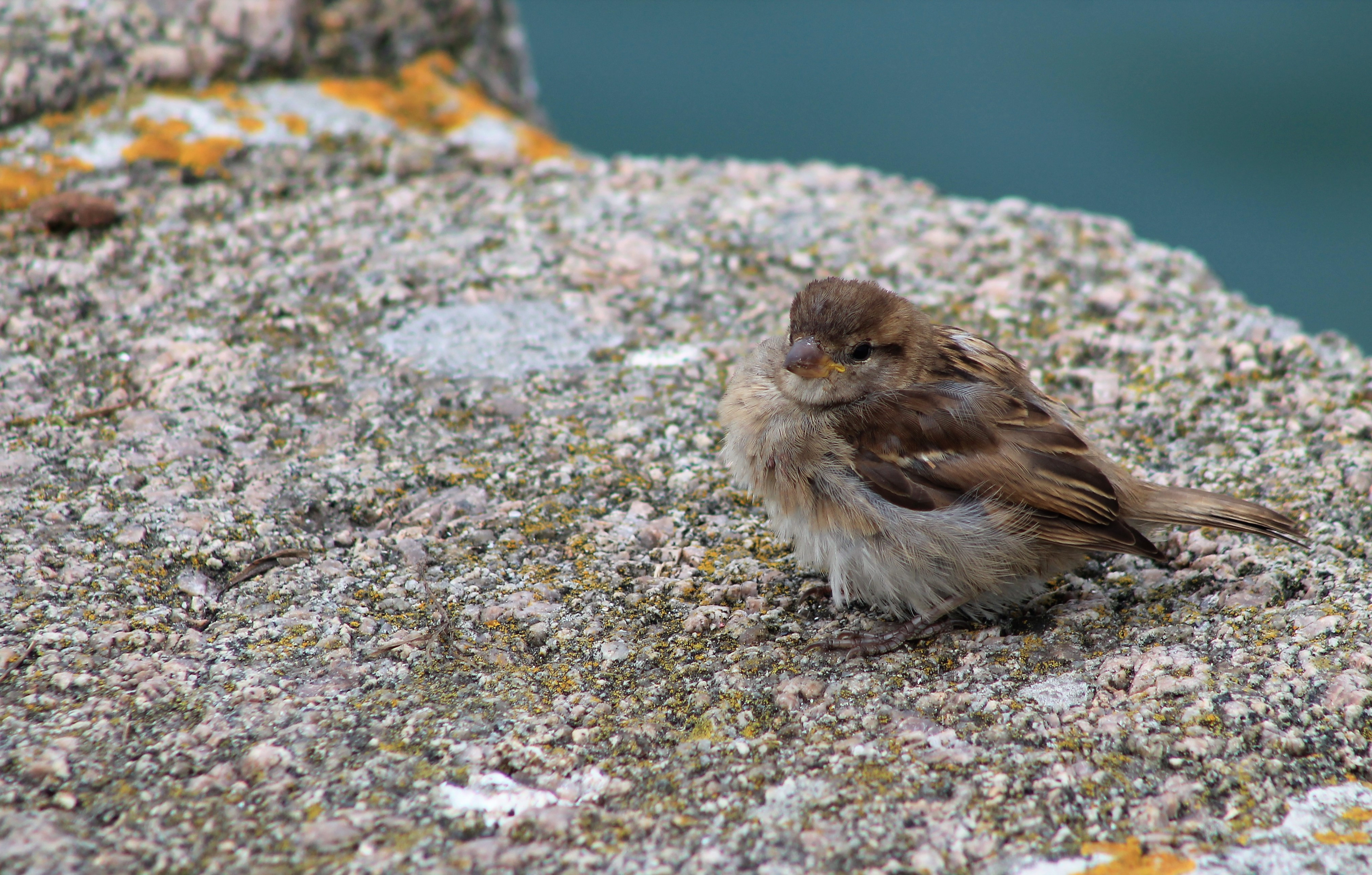 Wallpapers Animals Birds - Sparrows 