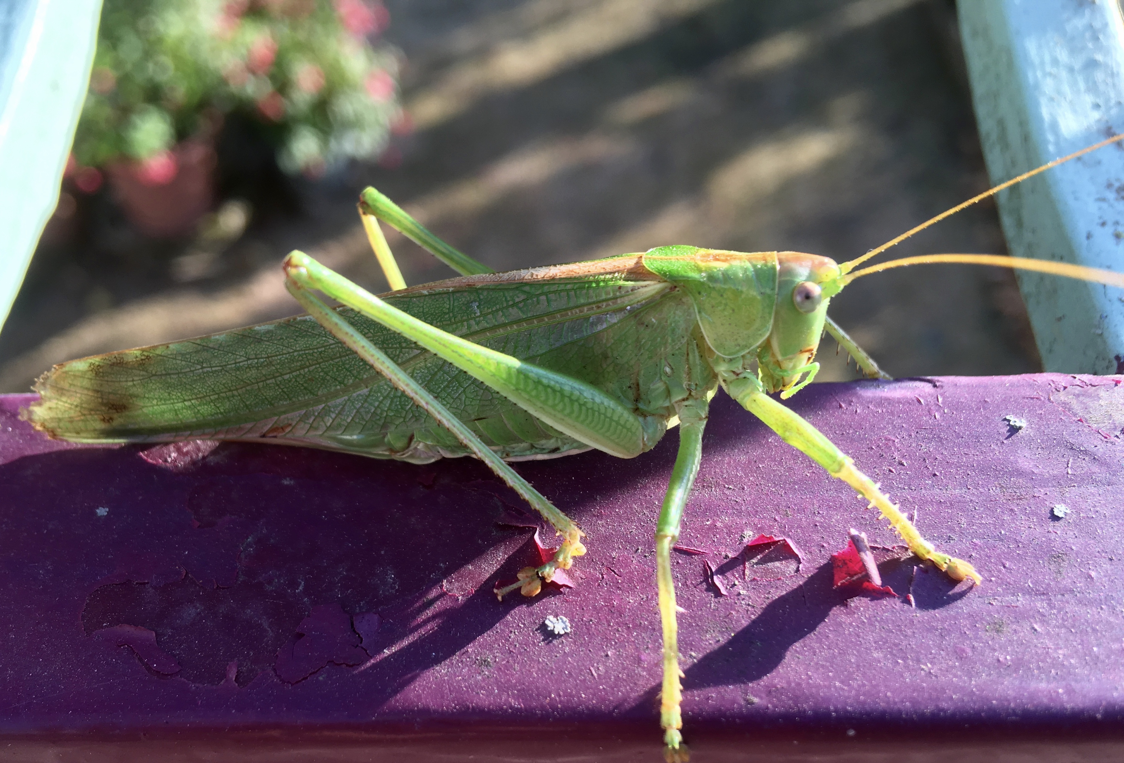 Fonds d'cran Animaux Insectes - Sauterelles et Criquets 